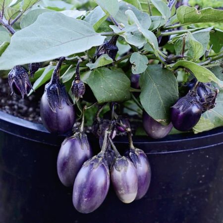 Patio Baby, (F1) Eggplant Seeds - Packet image number null